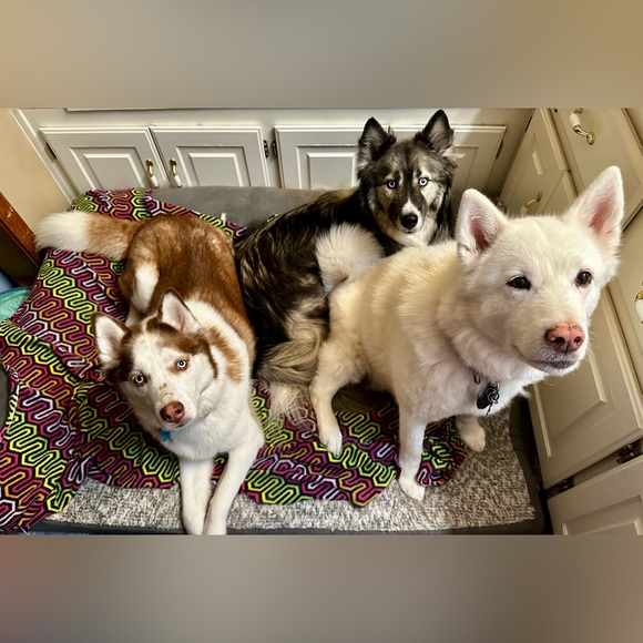 ❤️🐾 Amy & The Husketeers!  🐾❤️ - Picture 1 of 14